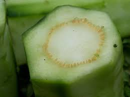 San Pedro, Huachuma -  Echinopsis pachanoi