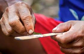 Kambô, Vacuna de la selva - Phyllomedusa bicolor (rana gigante de hoja)