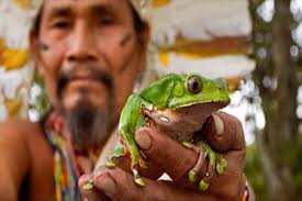 Kambô, Vacuna de la selva - Phyllomedusa bicolor (rana gigante de hoja)