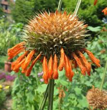 Cola de león, Flor del león - Leonotis leonurus