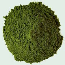  Mambe, Jiibie - Hoja de coca (Erythroxylum coca) + ceniza de yarumo (Cecropia spp.)