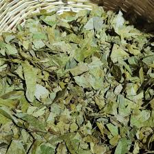  Mambe, Jiibie - Hoja de coca (Erythroxylum coca) + ceniza de yarumo (Cecropia spp.)