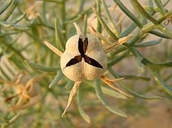  Ruda siria, Harmal -  Peganum harmala