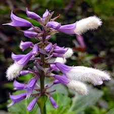 Salvia de los adivinos, hierba de la pastora - Salvia divinorum
