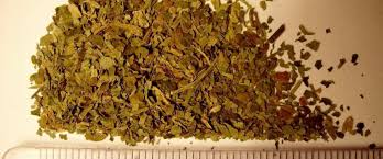 Salvia de los adivinos, hierba de la pastora - Salvia divinorum