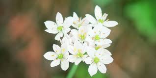 Raíz del sueño, raíz del vidente, African Dream Root - Silene capensis