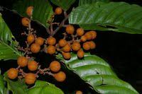 Virola, Cumala, Muiratinga - virola rufula