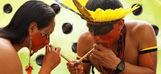 Yopo, Cohoba, Huilca - Anadenanthera peregrina