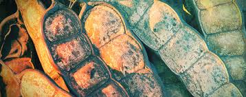 Yopo, Cohoba, Huilca - Anadenanthera peregrina