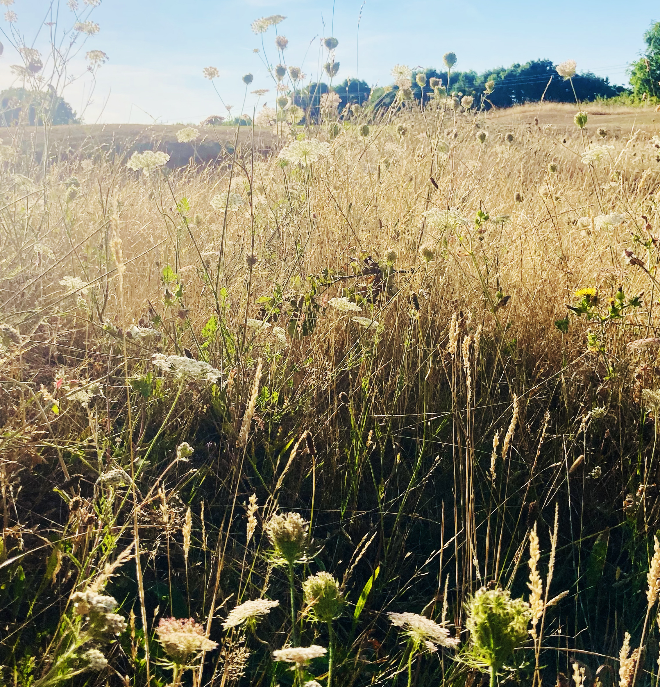 Winter Clear-Up Portchester