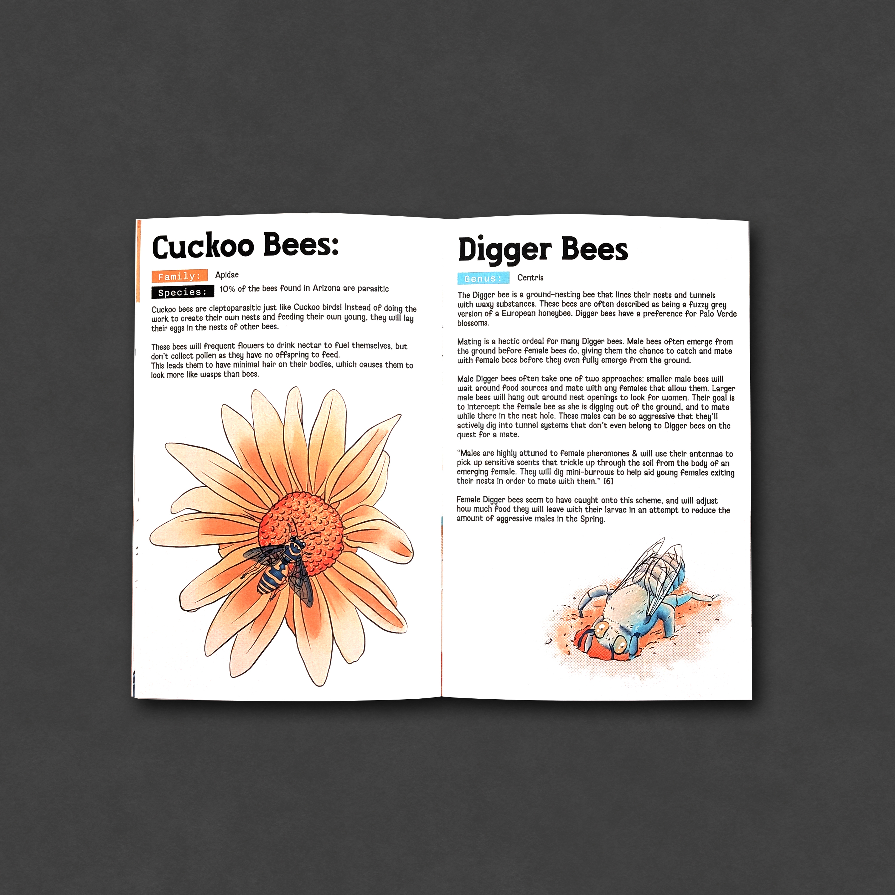 Amazing Bees of Arizona