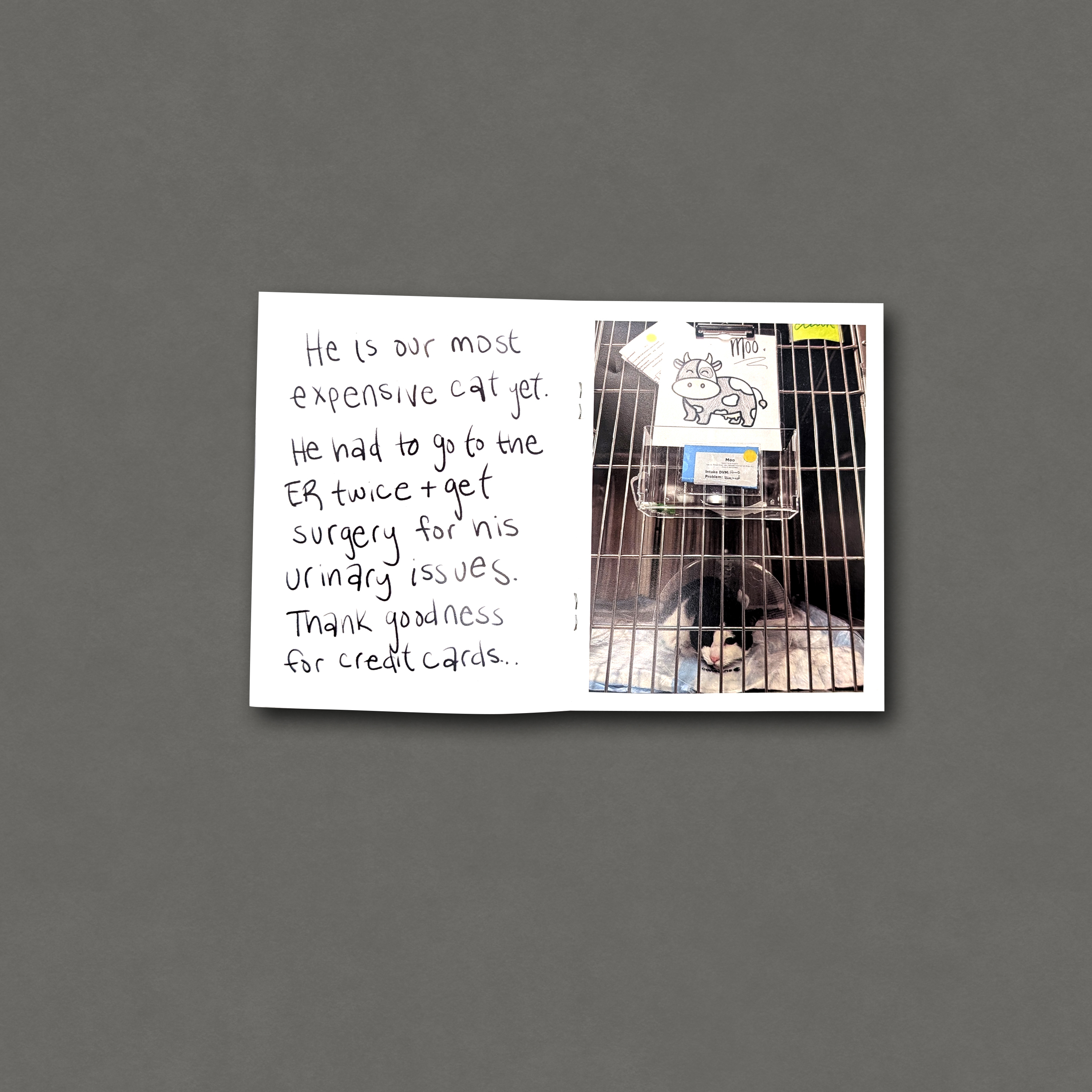 Cat Of The Month: Moo!