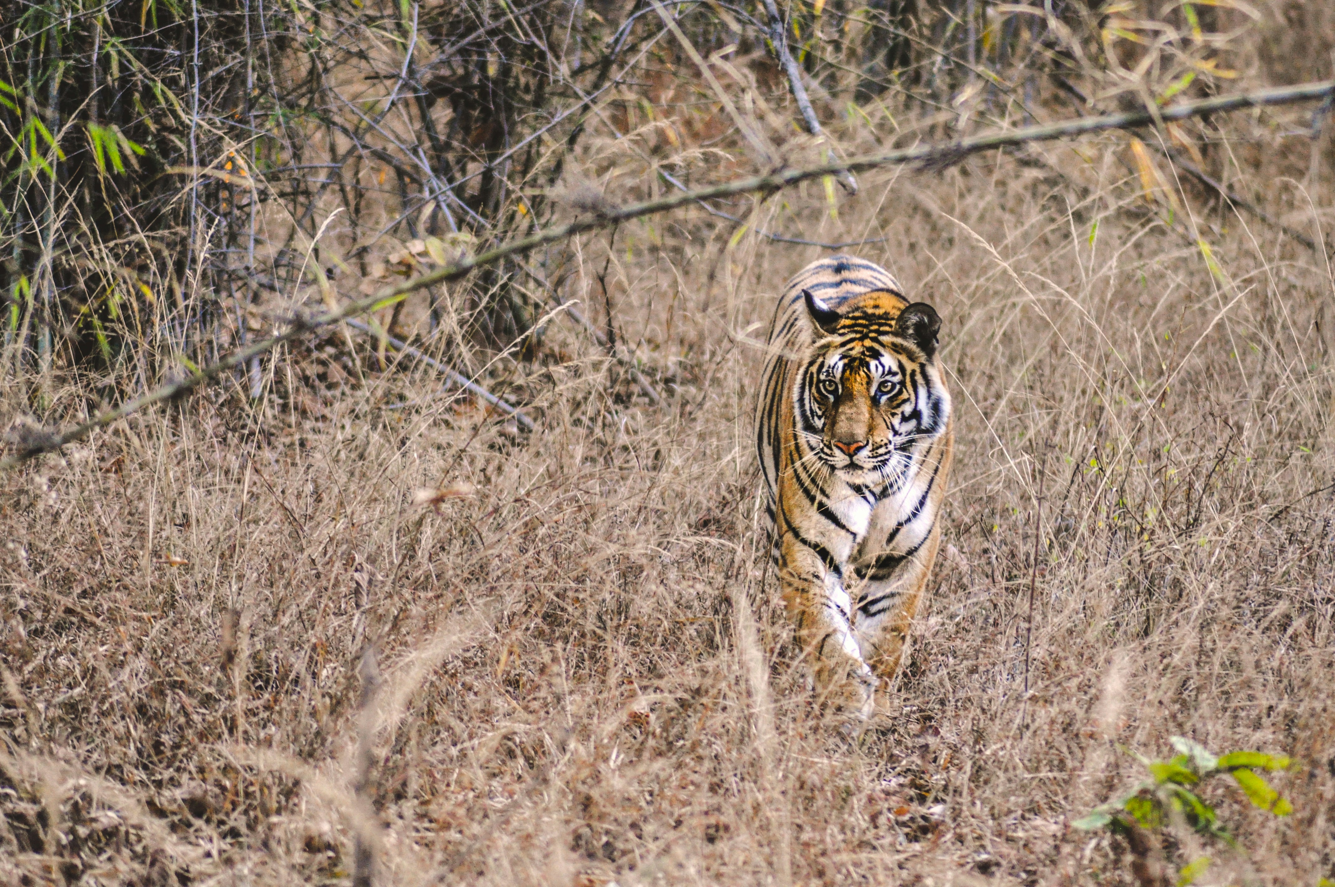 The Roaring Hills: Bandhavgarh's Untamed Vindhya Sanctuary