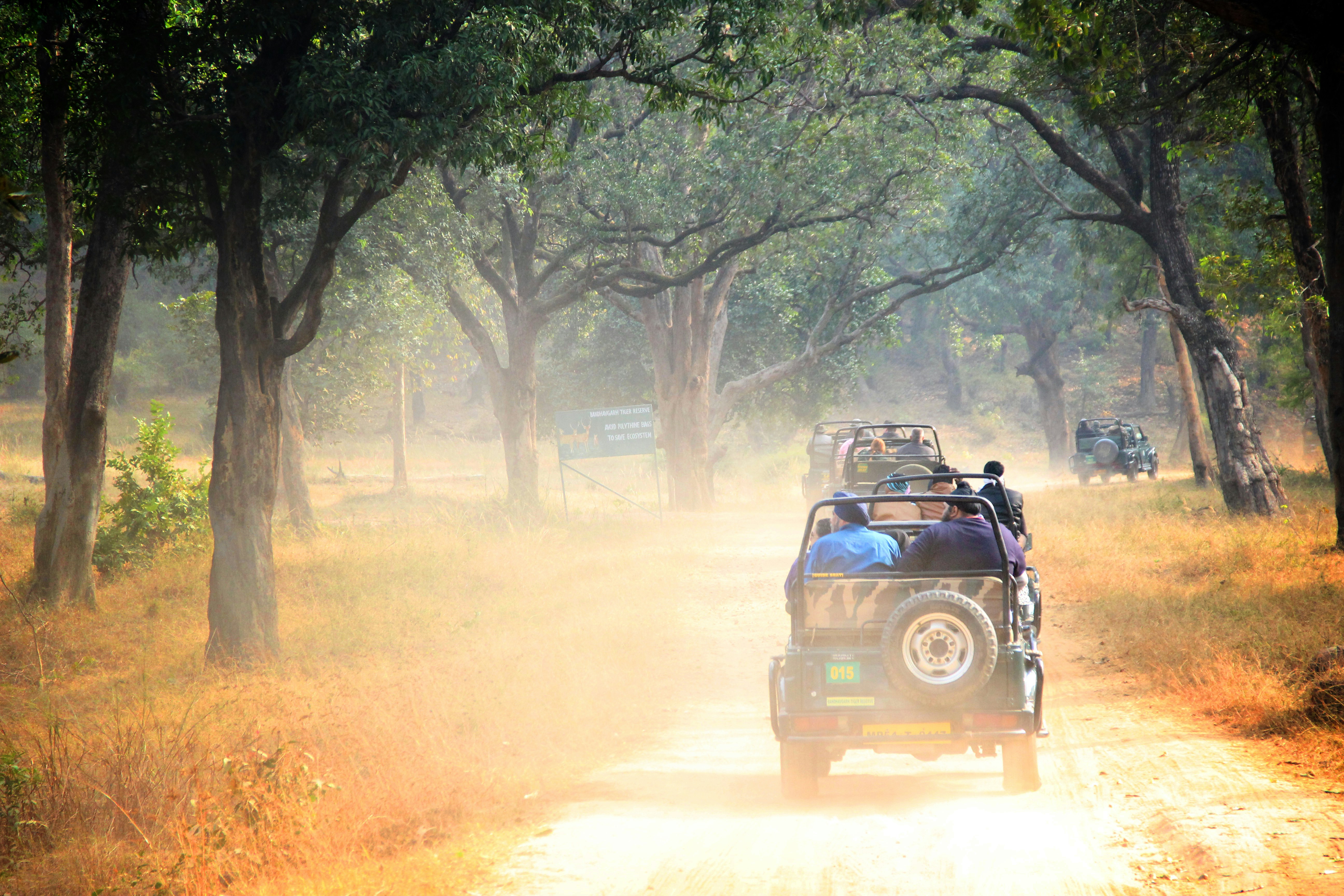 The Roaring Hills: Bandhavgarh's Untamed Vindhya Sanctuary