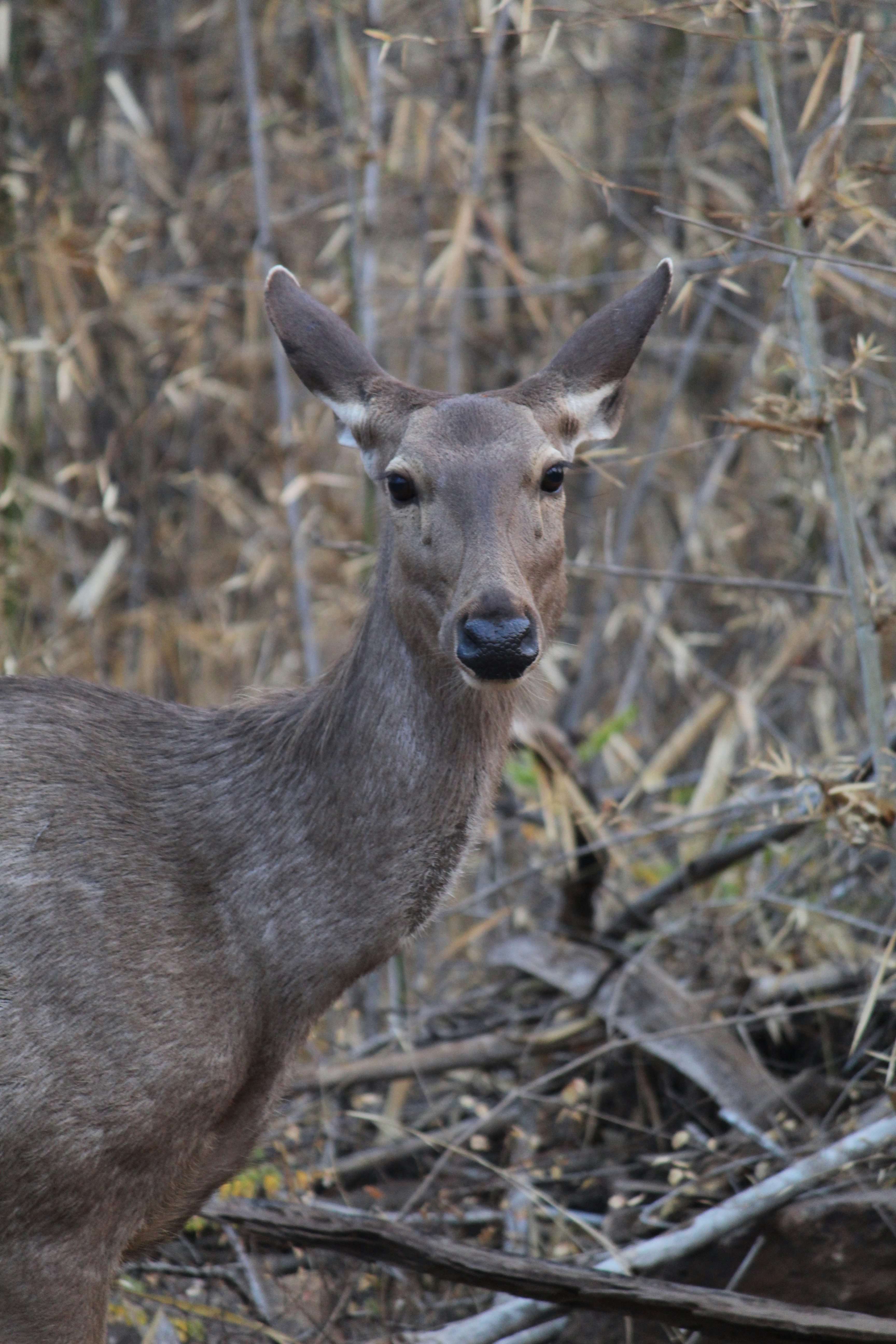 TADOBA: Where the Stripes Rule the Deciduous Forest