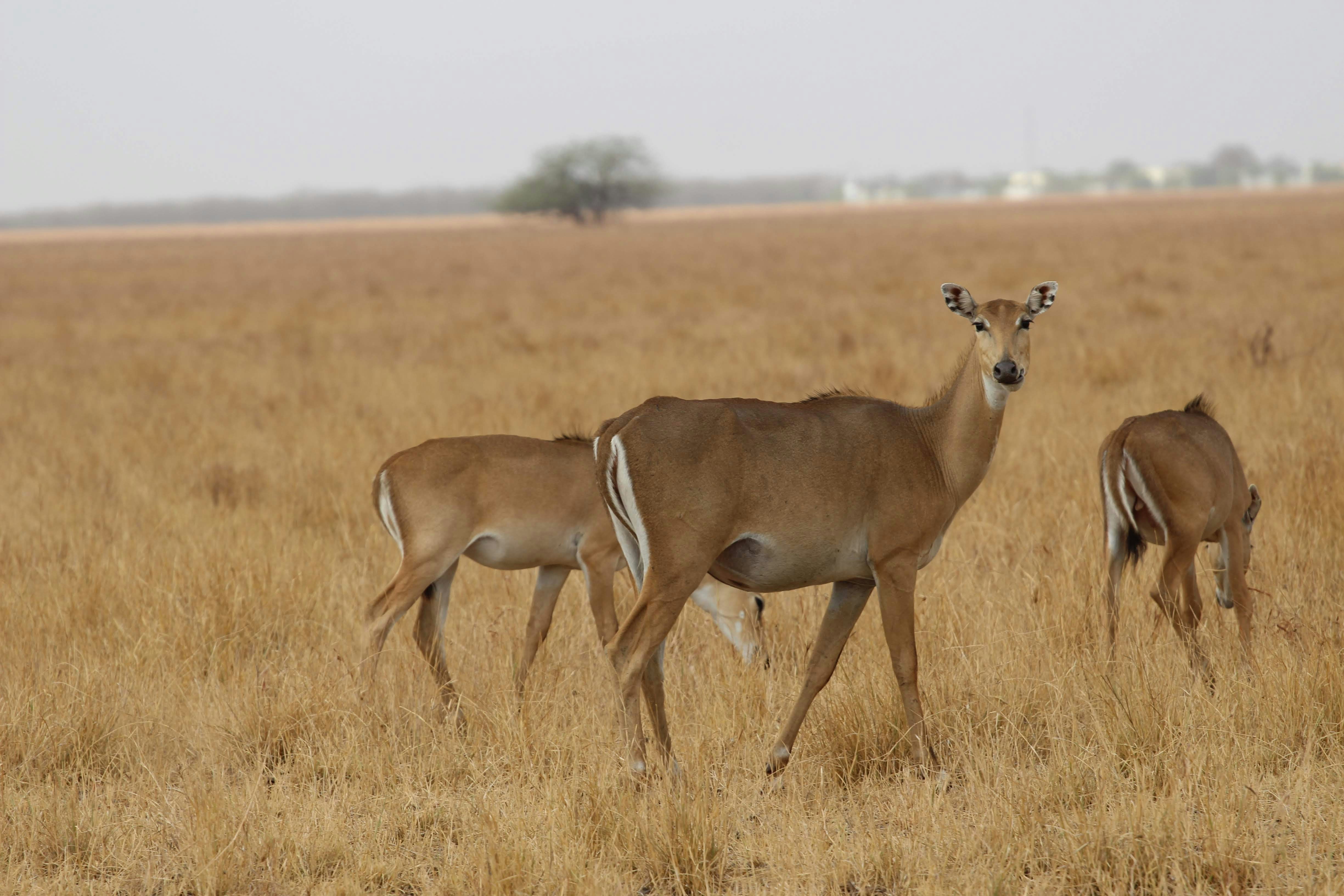 The Golden Grasslands: Velavadar Blackbuck & Harrier Trails