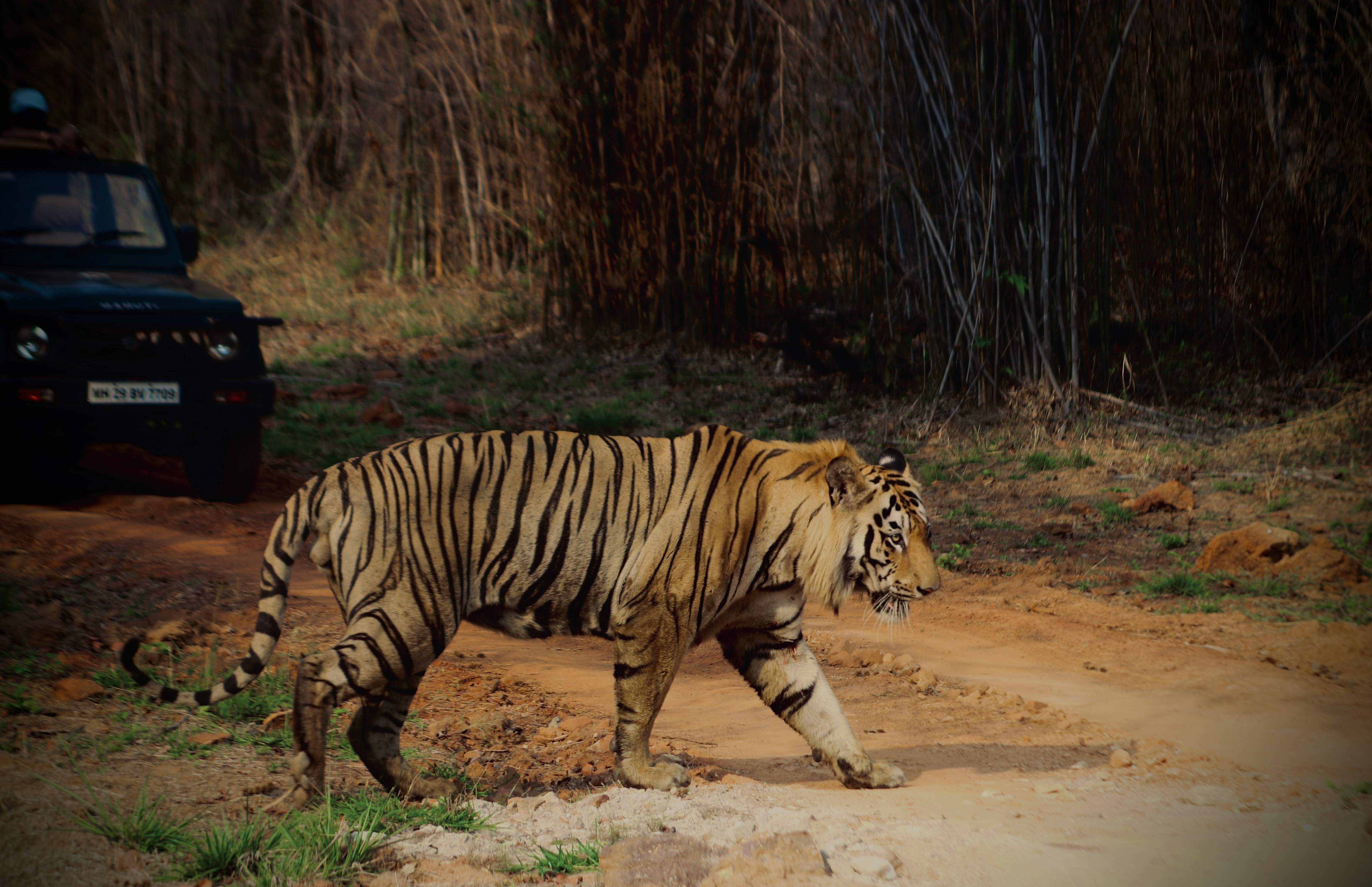 TADOBA: Where the Stripes Rule the Deciduous Forest