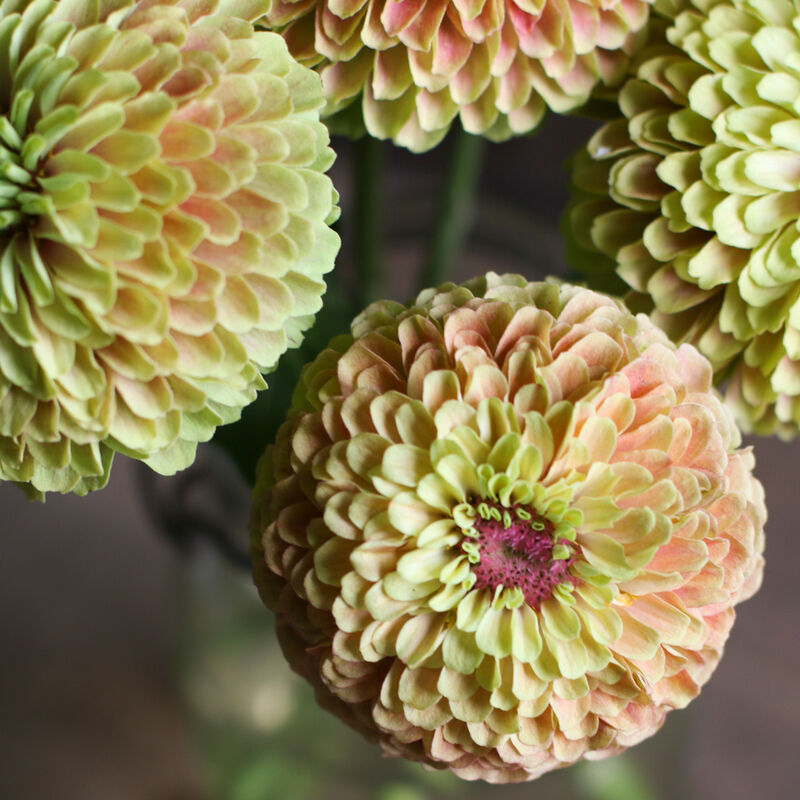 Queeny Lime with Blush Bouquet