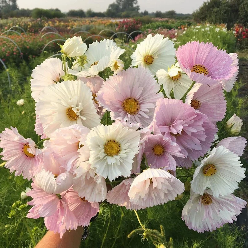 Cupcake Blush Bouquet