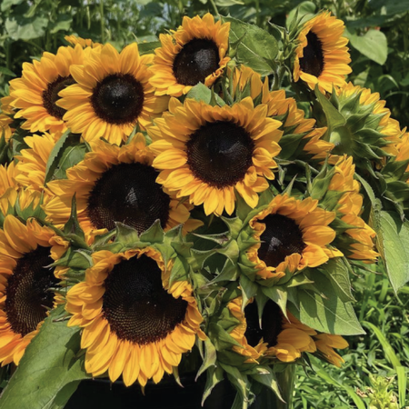 Pro Cut Orange Excel Sunflowers - Bouquet of 5