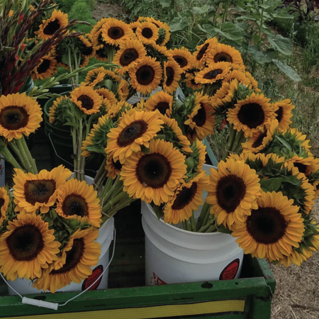 Pro Cut Orange Excel Sunflowers - Bouquet of 5