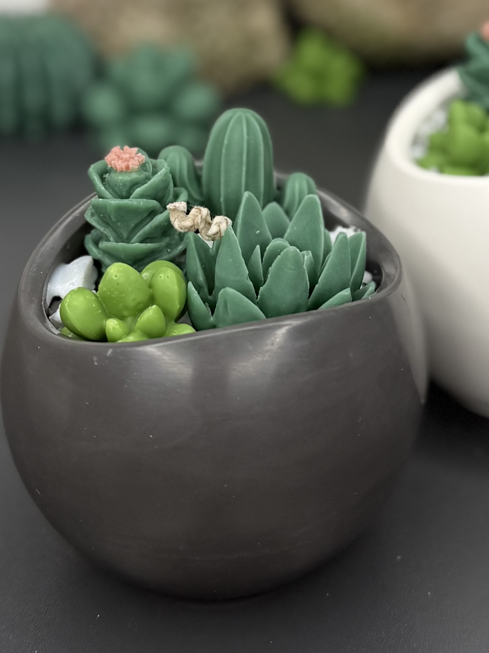 "Botanic Stone" für Kakteen-Liebhaber