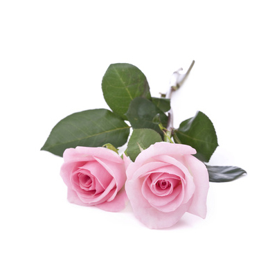 Rose Damask 大马士革玫瑰