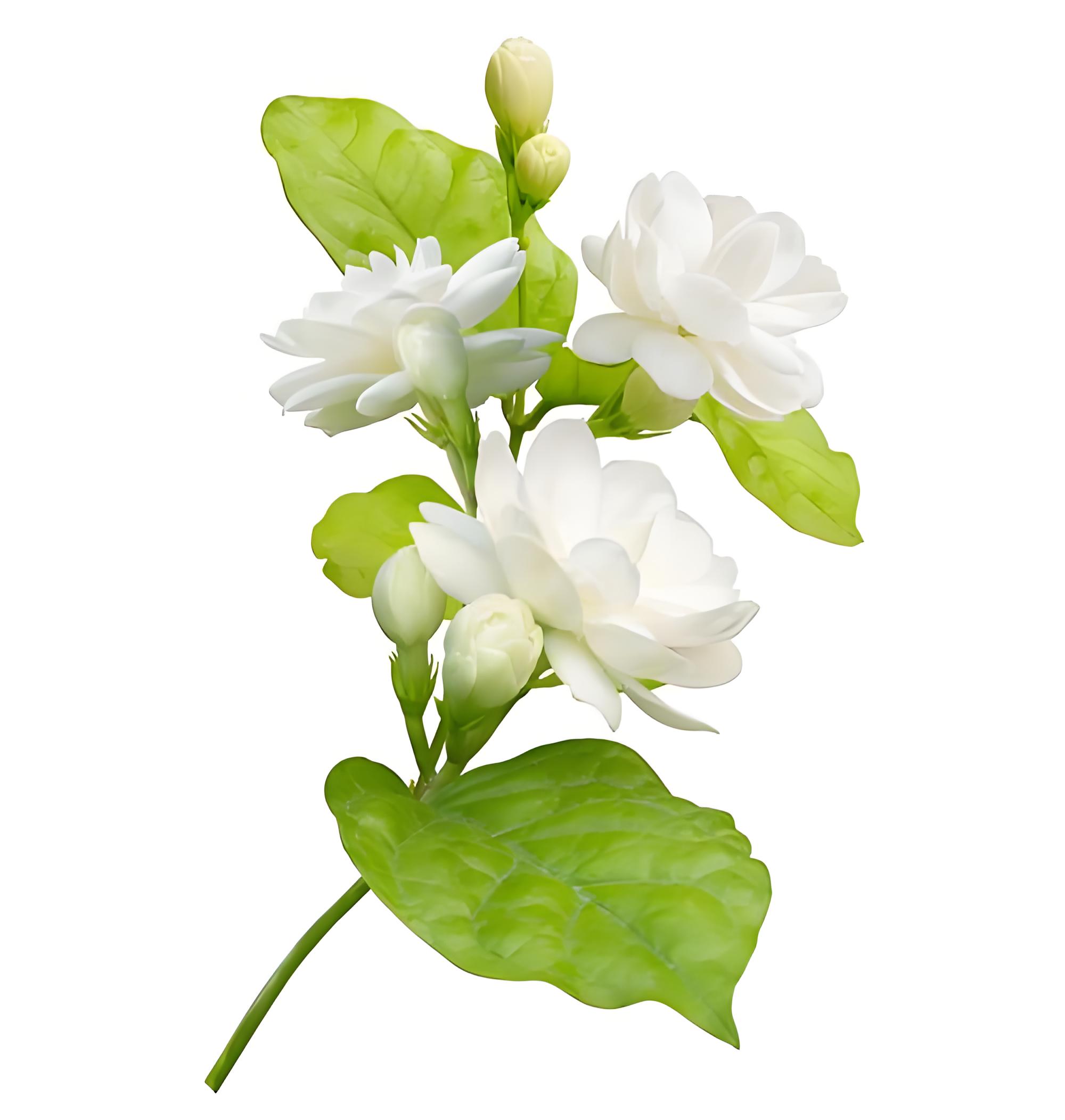 小花茉莉