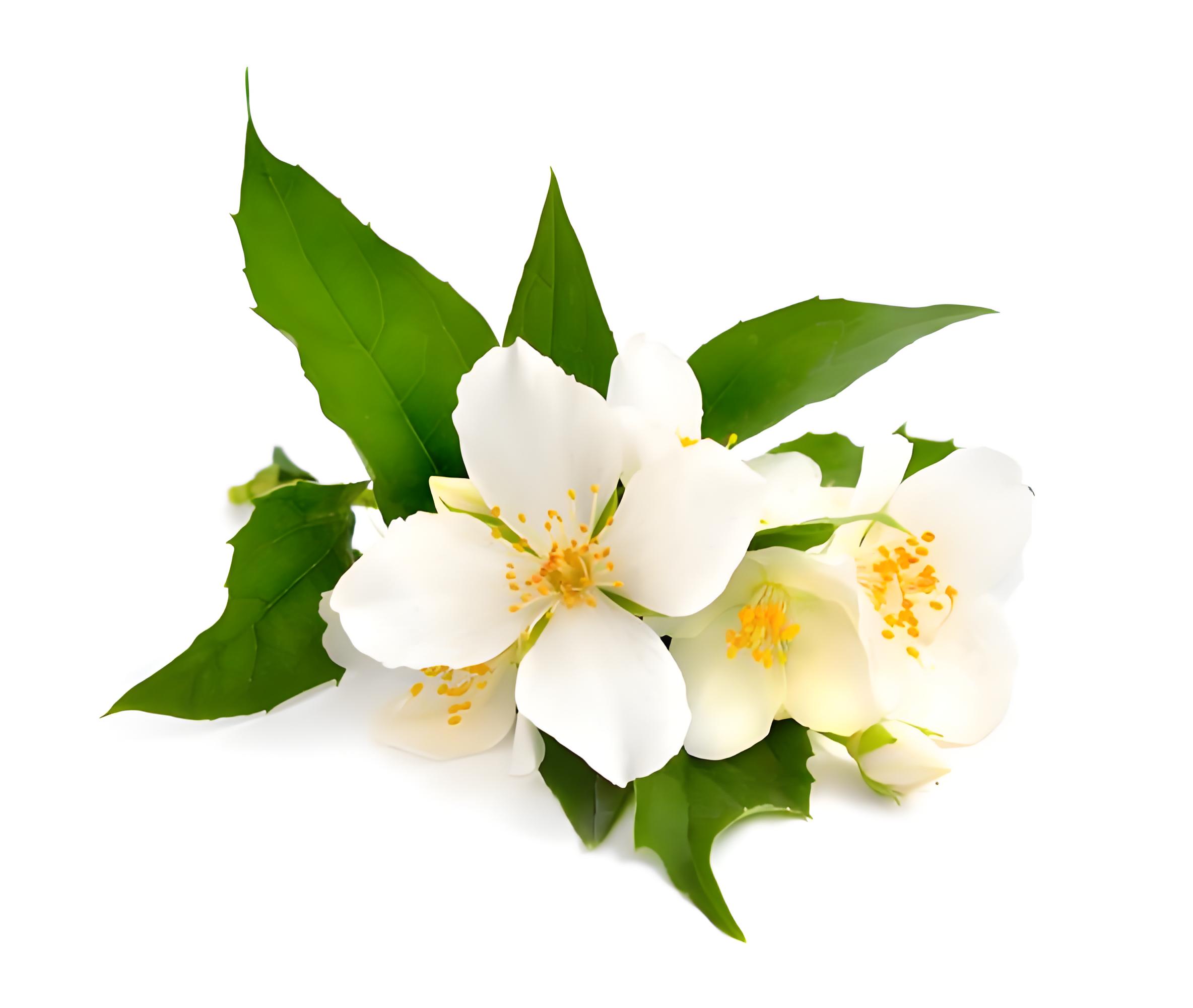 大花茉莉