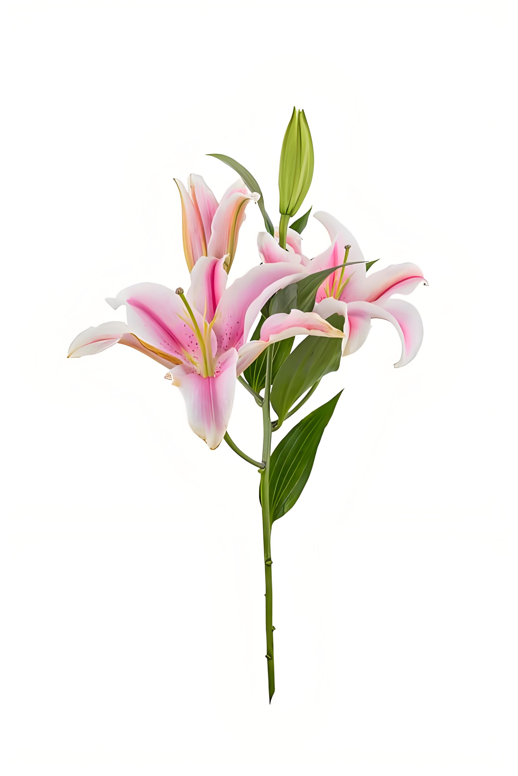 百合