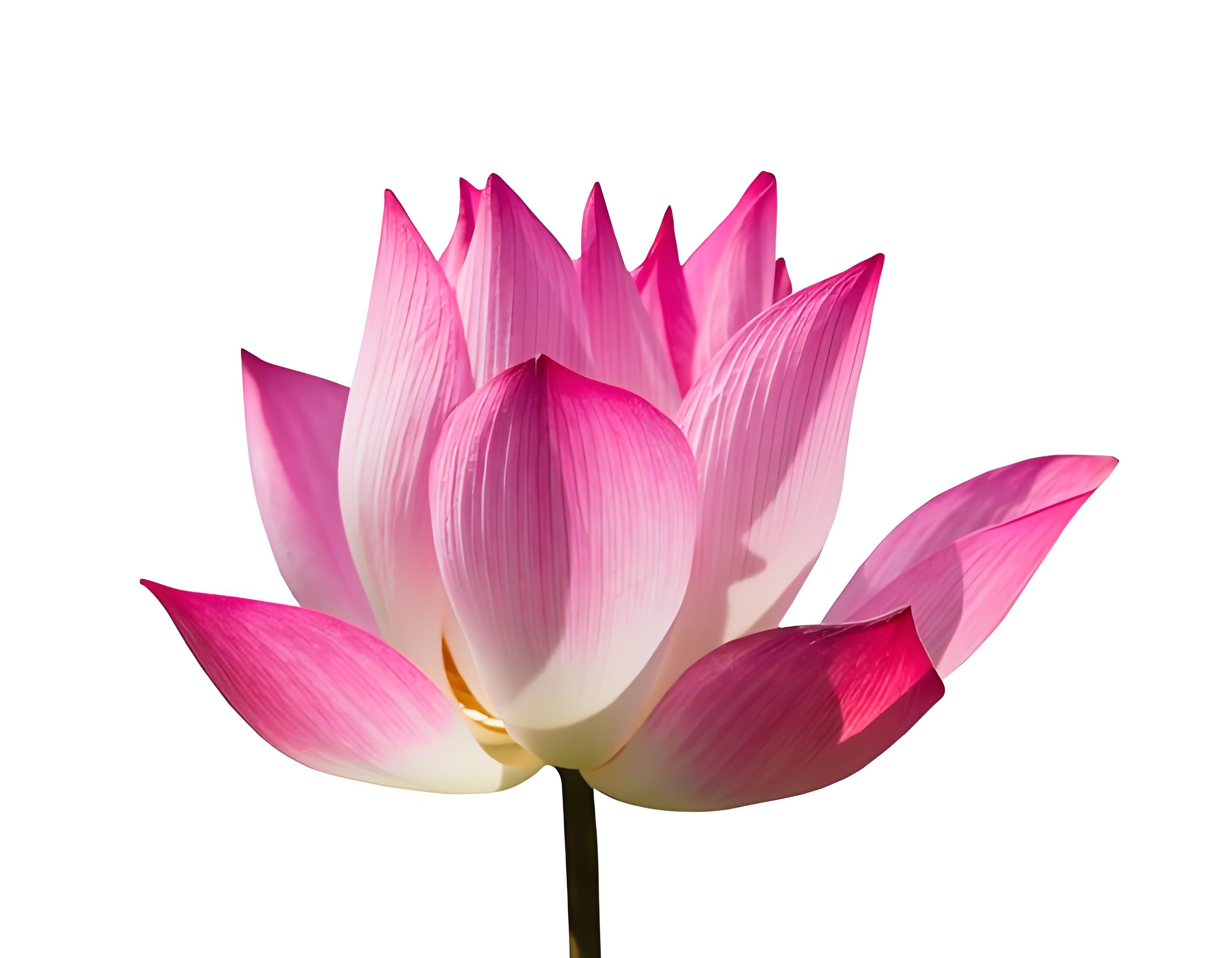粉红莲花