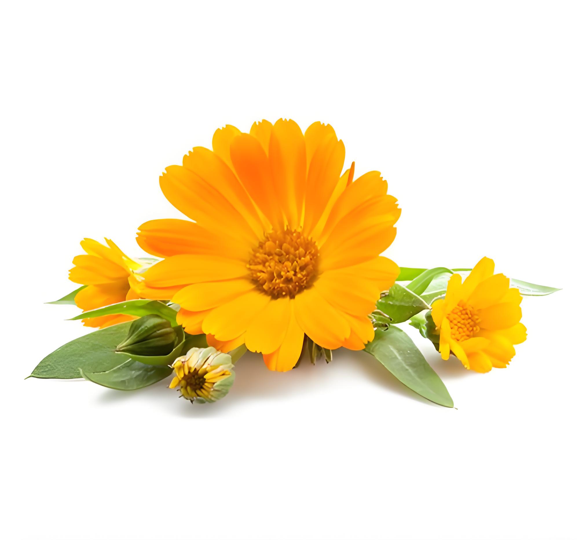 金盏花橄榄浸泡油