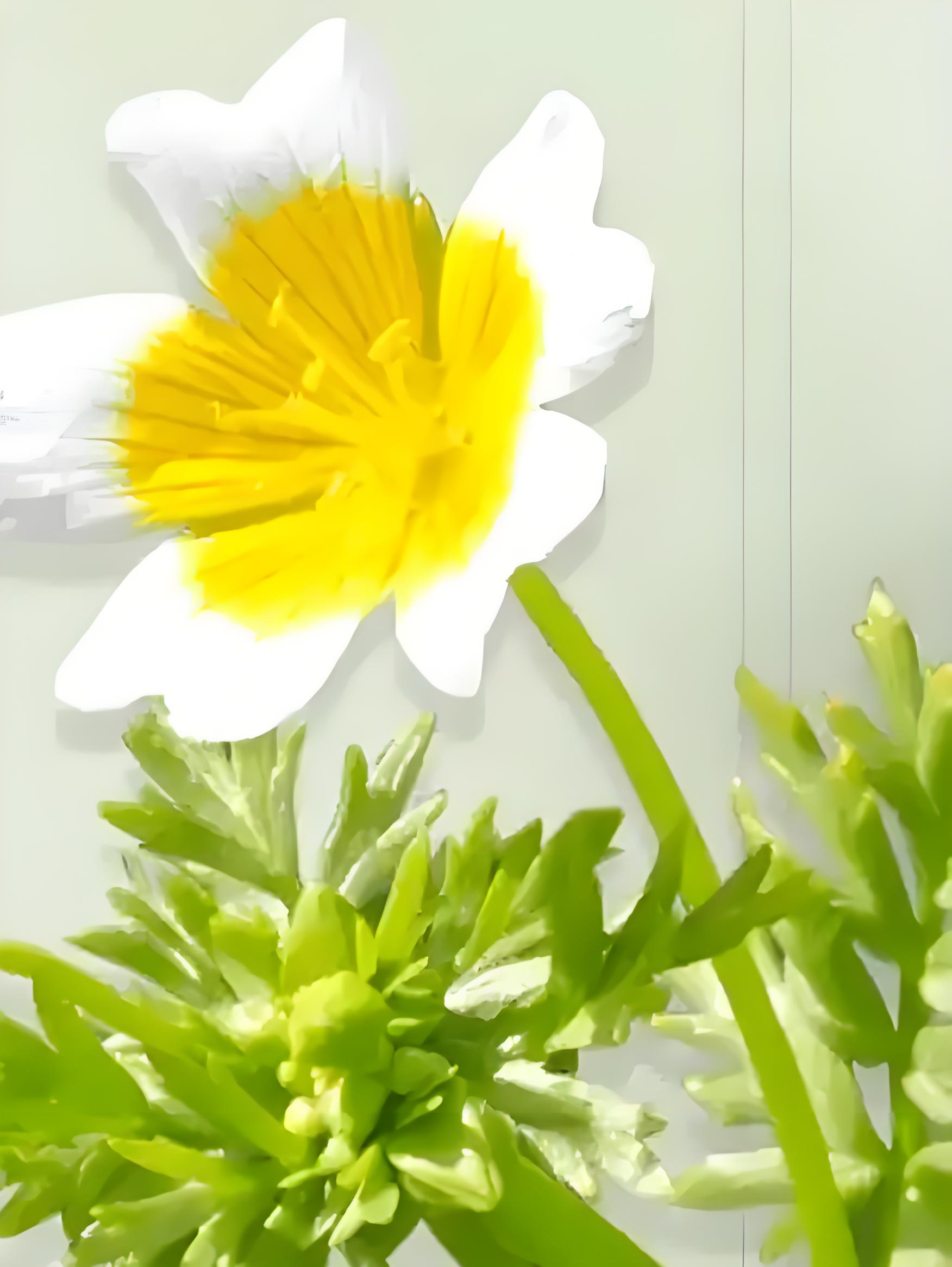 白池花籽油/白芒花籽油