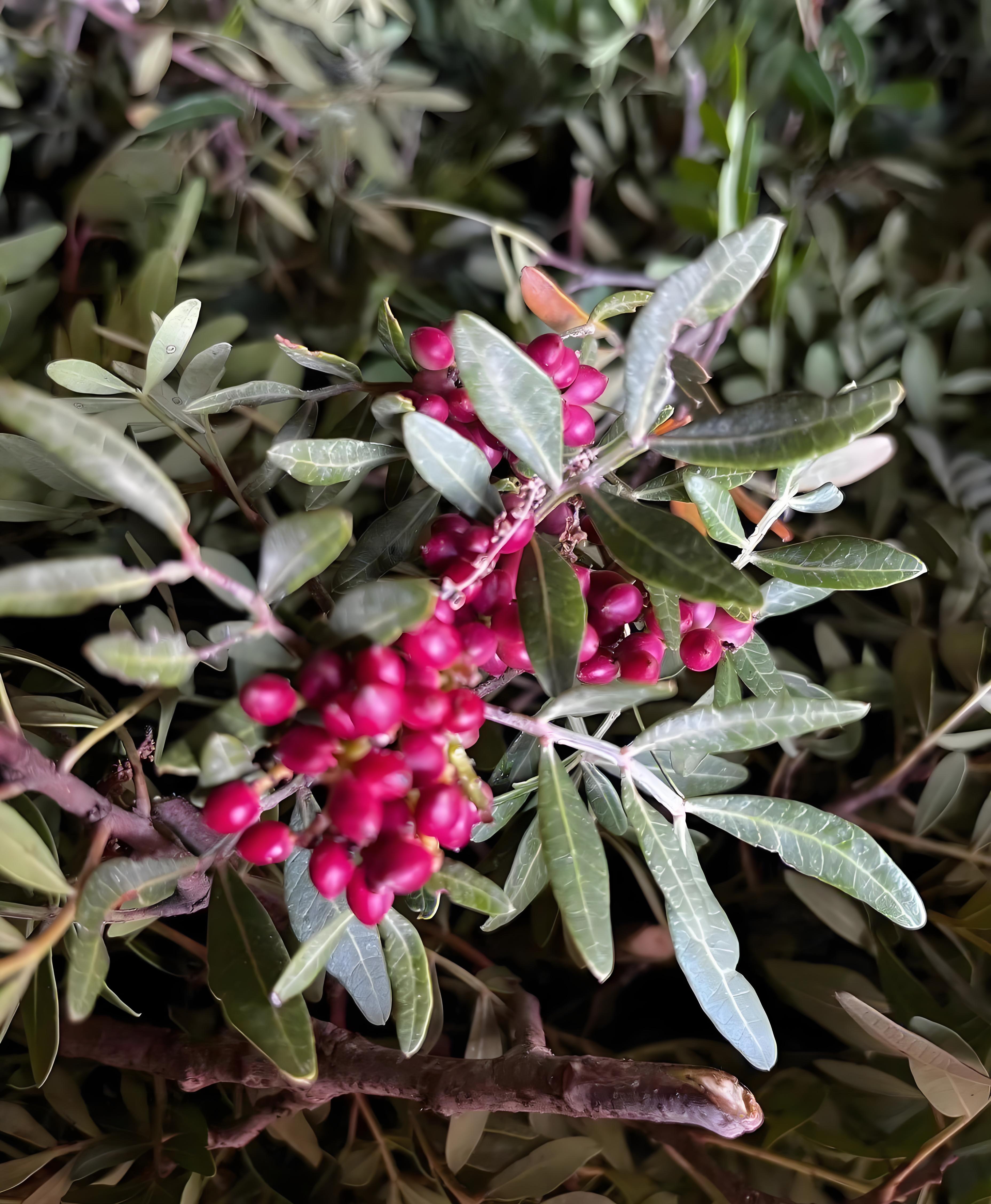 薰陆香纯露