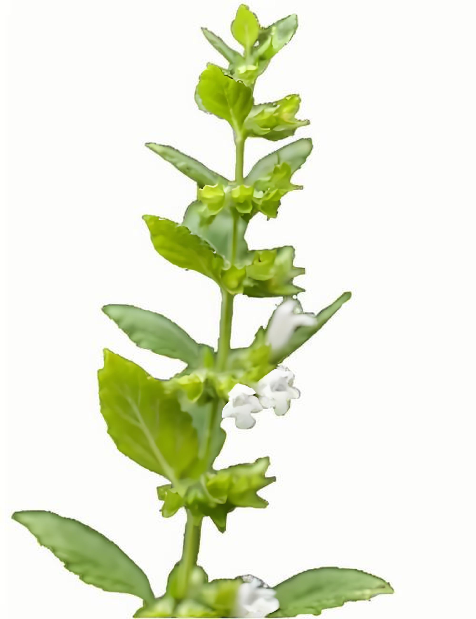 香蜂草纯露