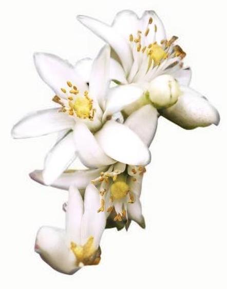 橙花纯露