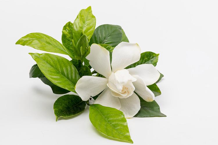 栀子花纯露
