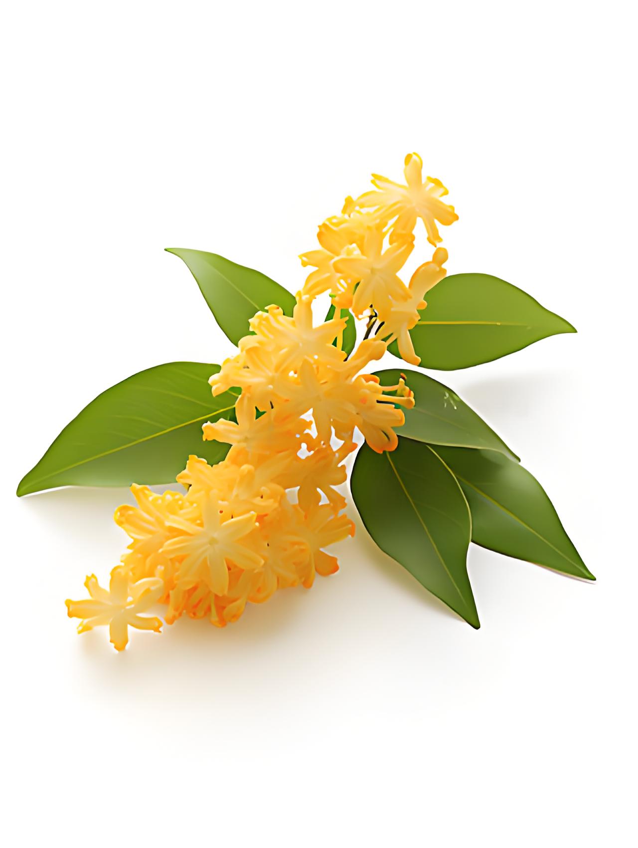 桂花纯露