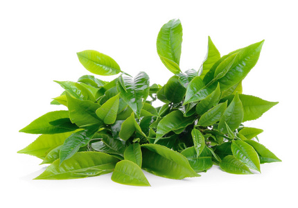 茶树纯露