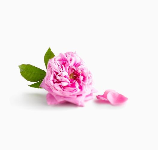 大马士革玫瑰 Rose
