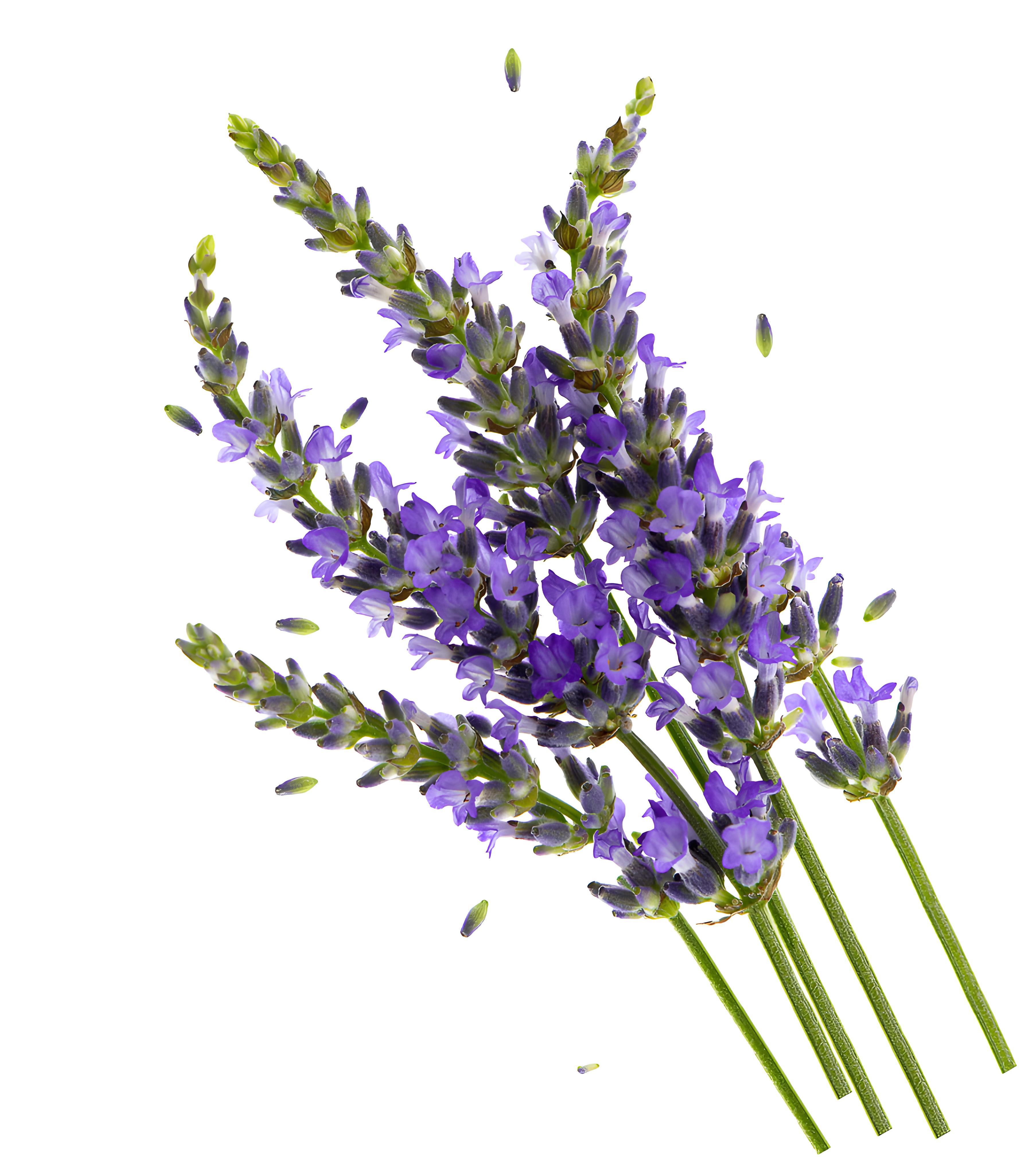 真正薰衣草 Lavender