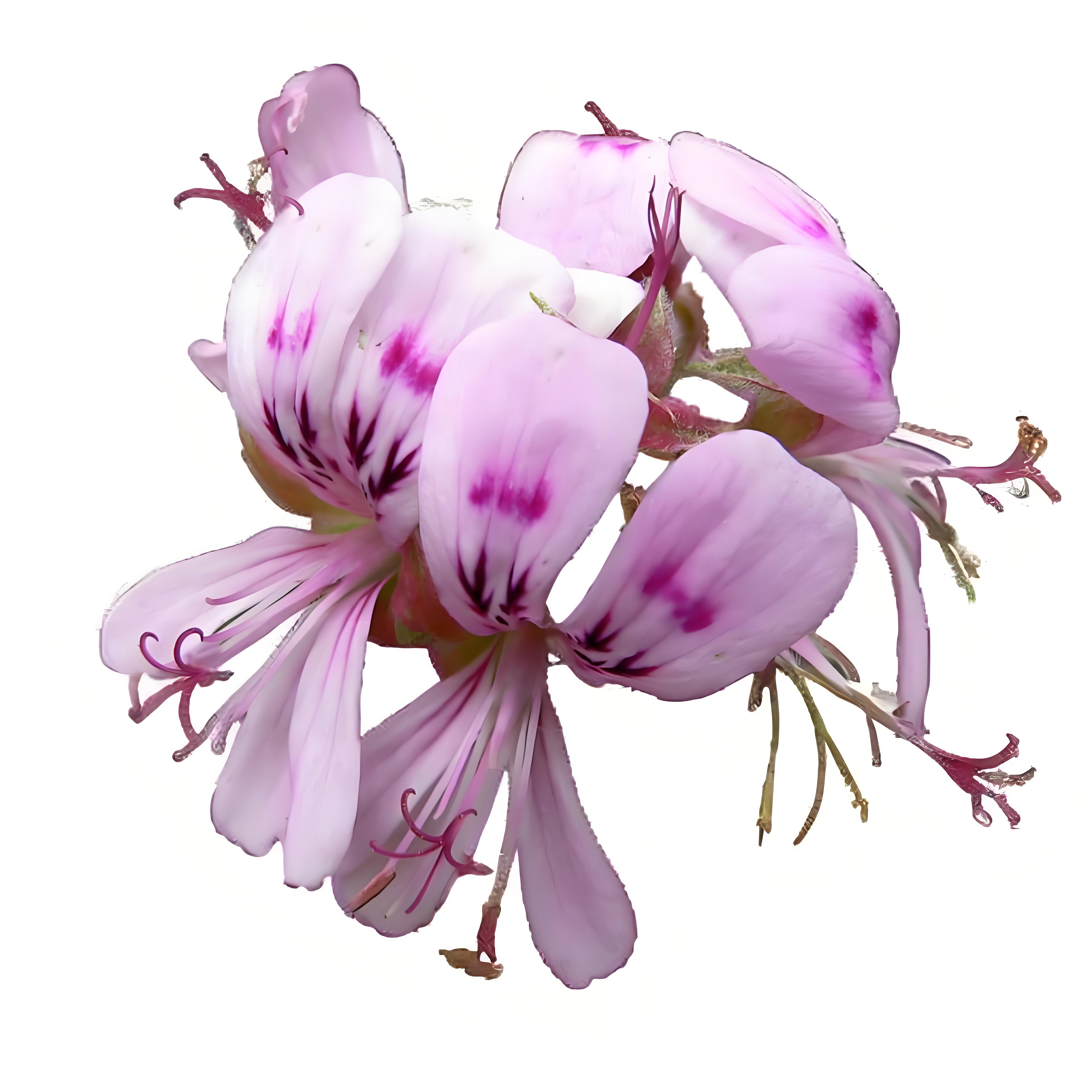 波旁天竺葵 Geranium