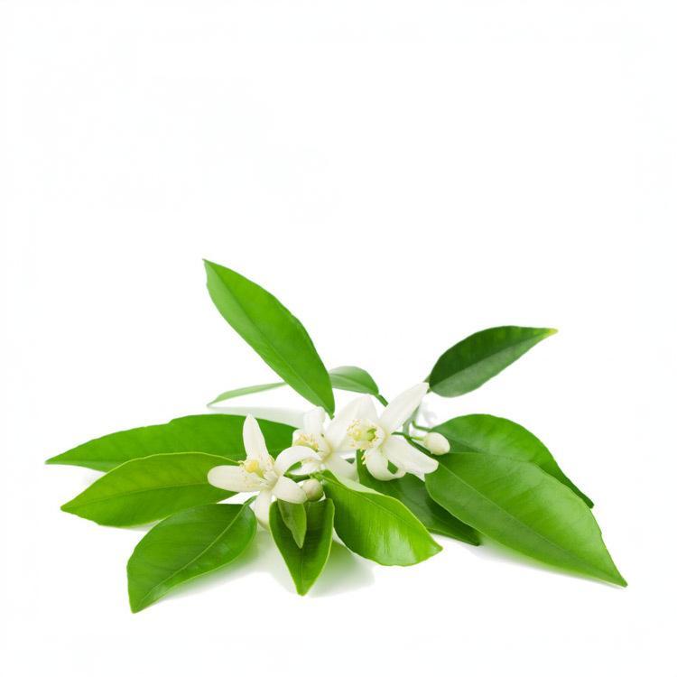 苦橙花 Neroli