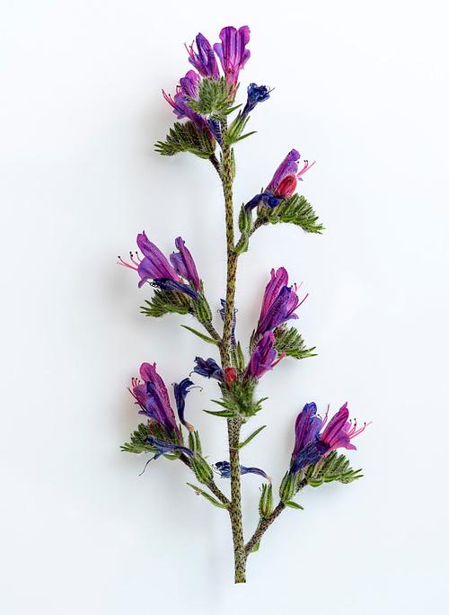 丁香花蕾 Clove Bud