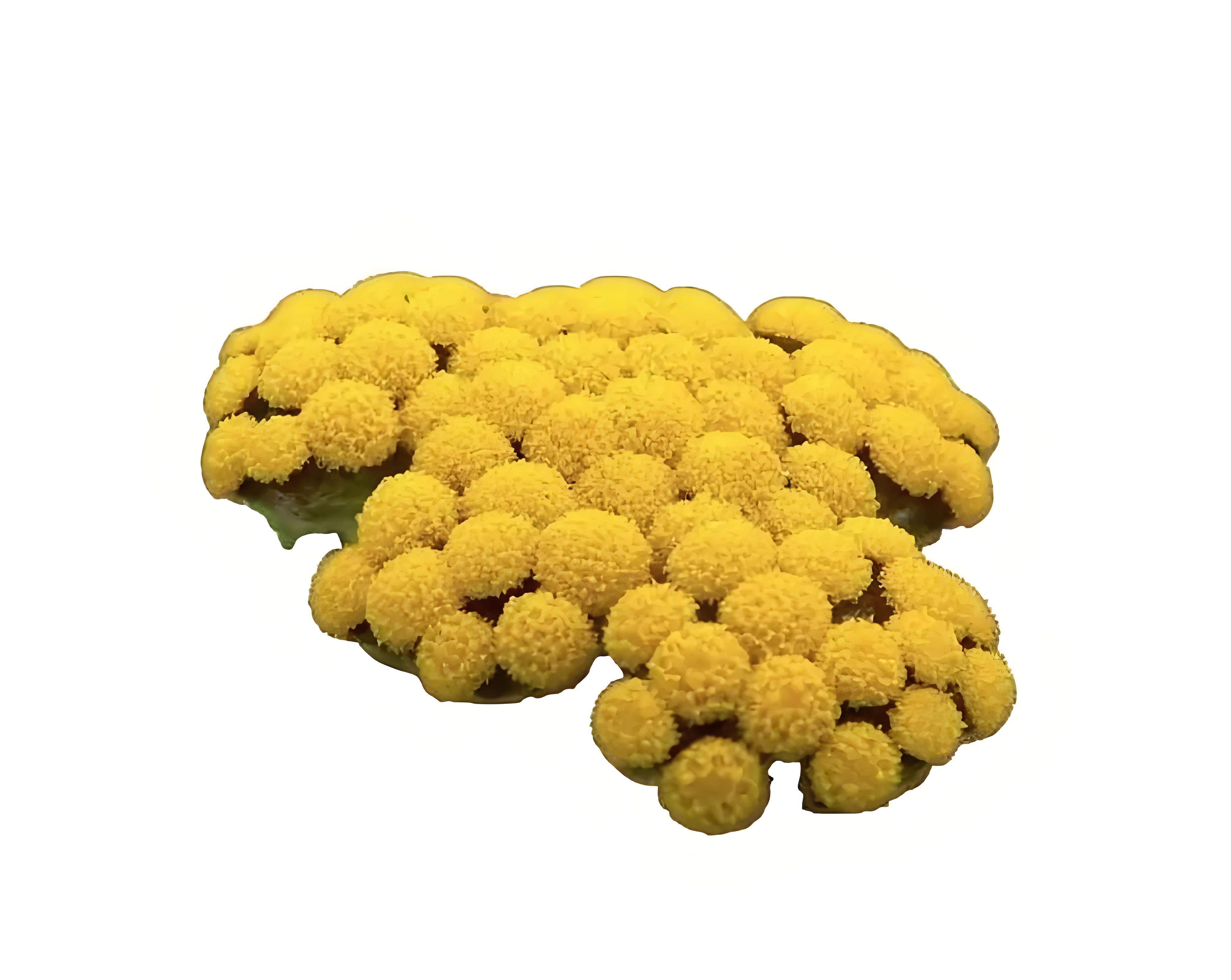意大利永久花 Helichrysum