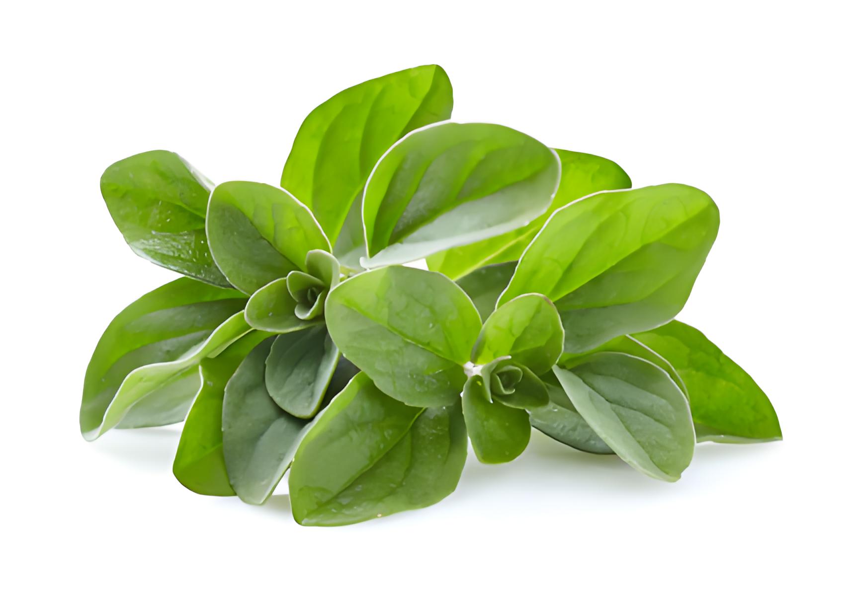 马郁兰 Marjoram