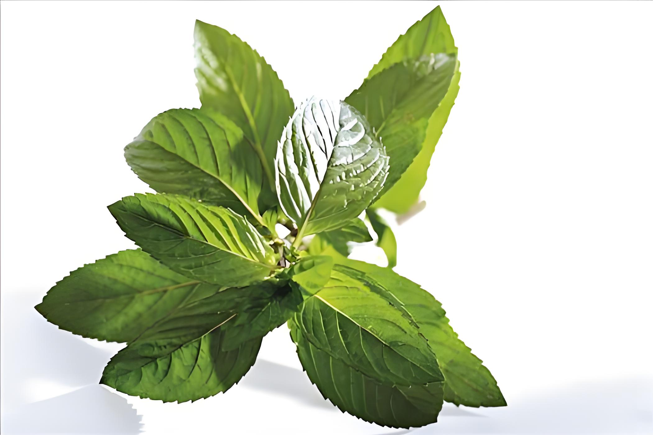 椒样薄荷 Peppermint