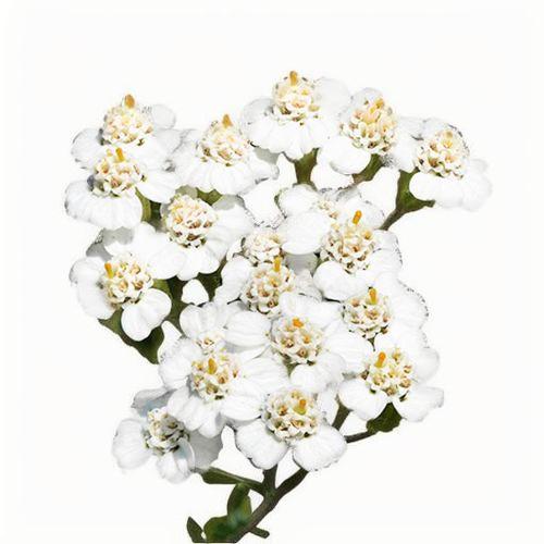 西洋蓍草 Yarrow