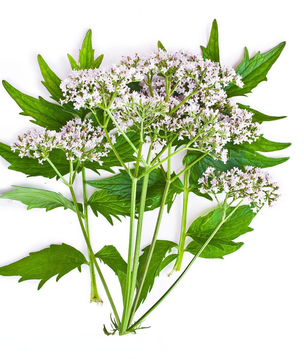 缬草 Valerian