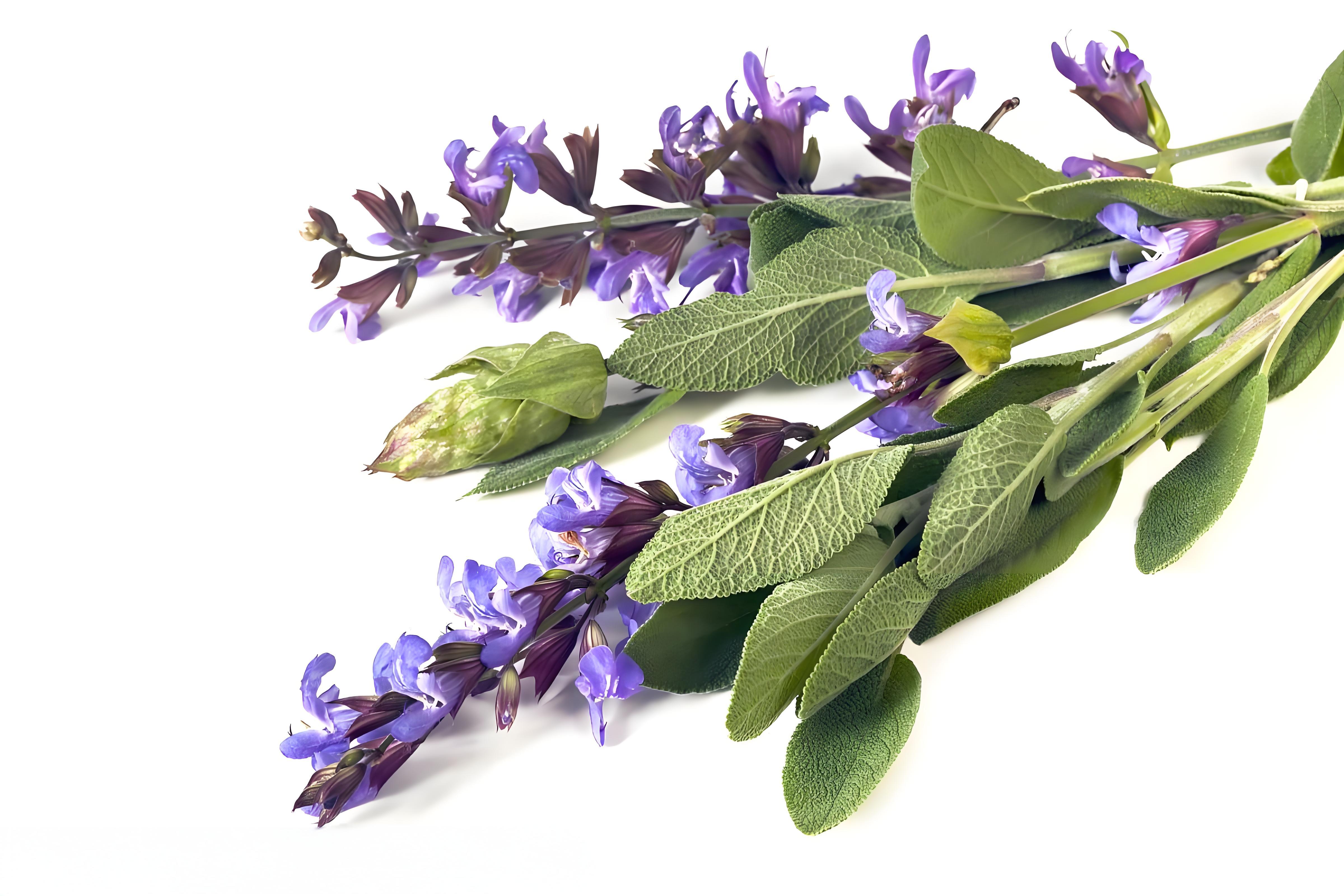 快乐鼠尾草 Sage Grass